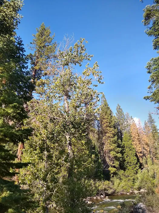 Pigeon Flat Campground 2