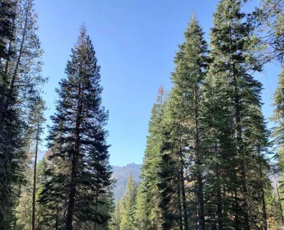 Clark Fork Campground