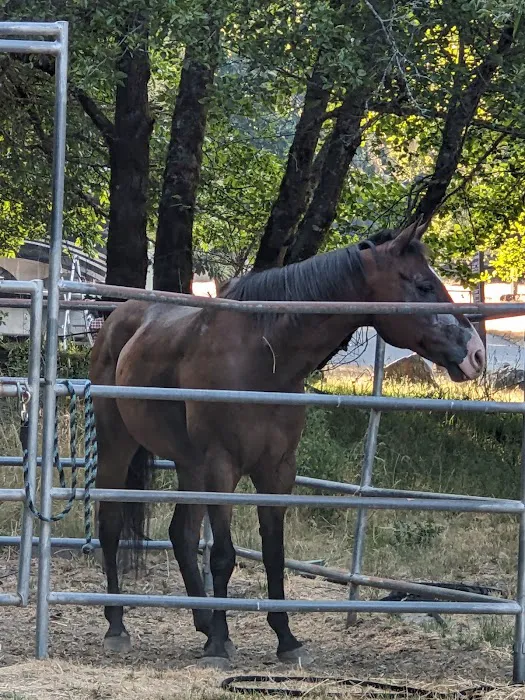 Cuneo Creek Horse Group Camp 5