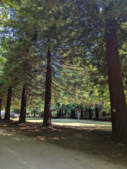 Redwood Area Camp 6