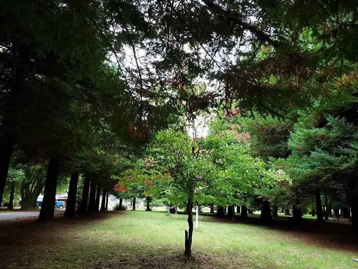 Redwood Area Camp 7