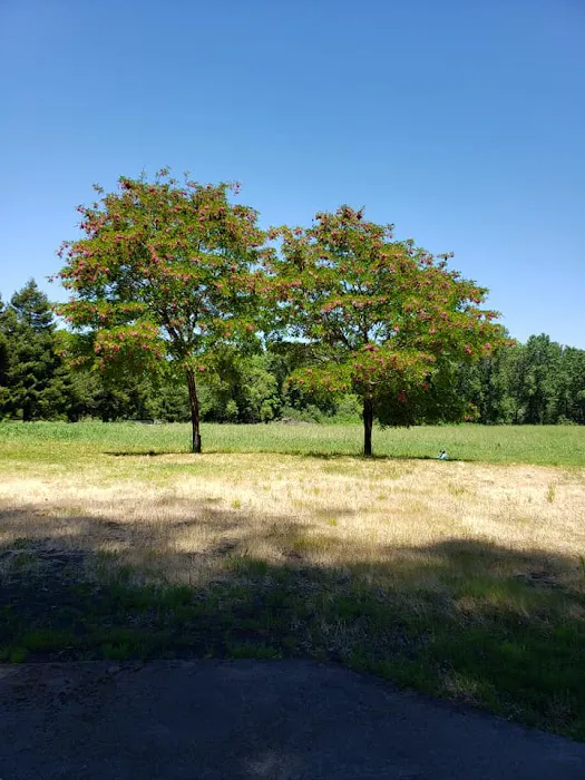 Redwood Area Camp 9