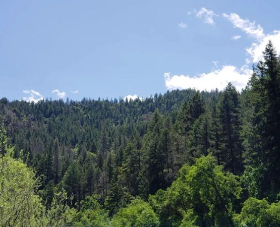 Skunk Point Group Campground