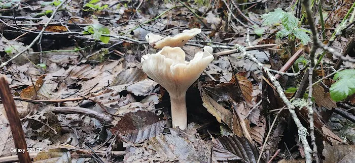 Ludlum Campground 7
