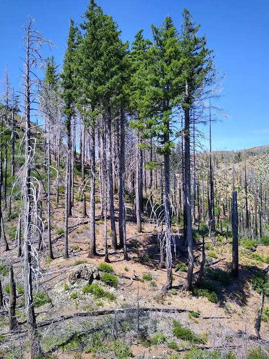Snow Camp Lookout 8