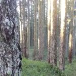 Elko Dispersed Camping