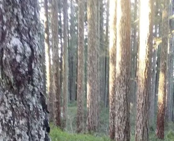 Elko Dispersed Camping