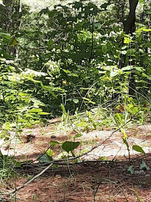 Weber Lake State Forest Campground 4