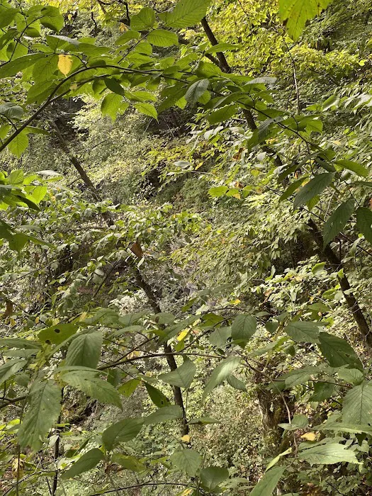 Duttons Cave Campground 3