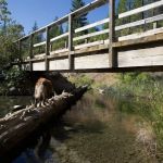 Spalding Pond Campground