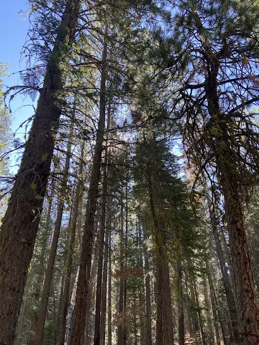 Butte Creek Campground 4