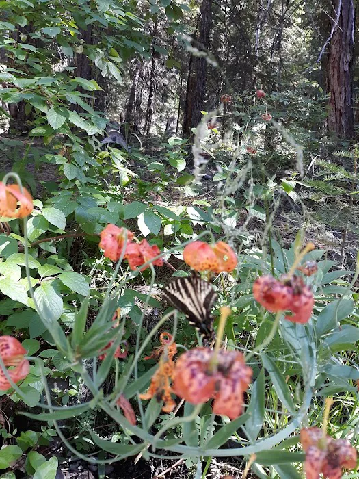 Upper Rush Creek Campground 1