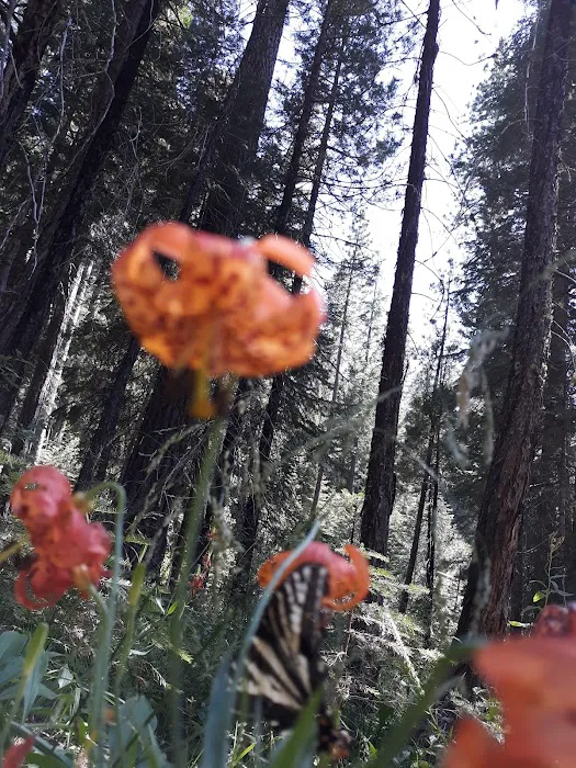 Upper Rush Creek Campground 4
