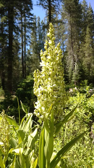 Gurnsey Creek Campground 8