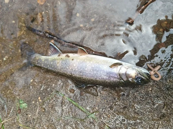 Battle Creek Campground 8
