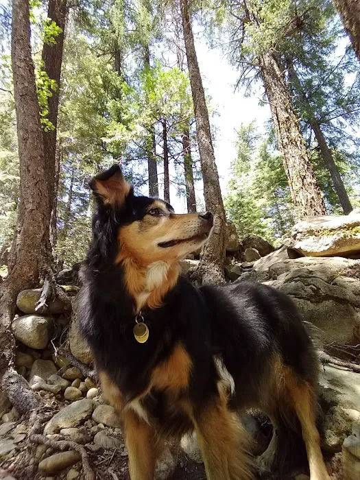 Alder Creek Campground 4