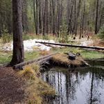 Willow Spring Campground