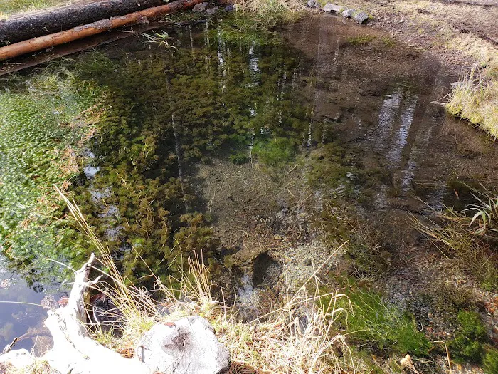 Willow Spring Campground 5