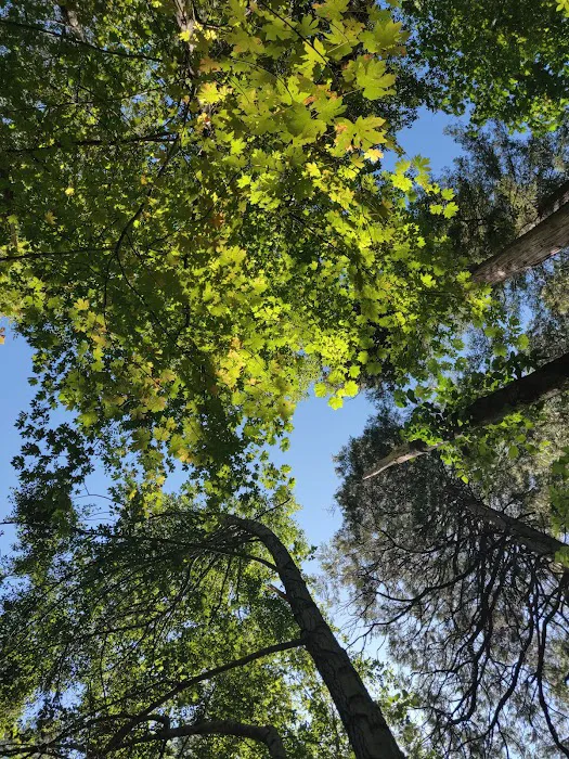 Potato Patch Campground 5