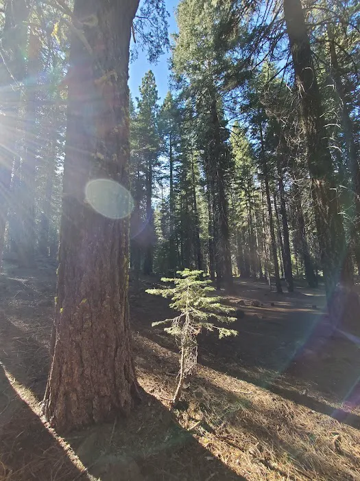 Domingo Spring Campground 7