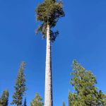 Warner Creek Campground