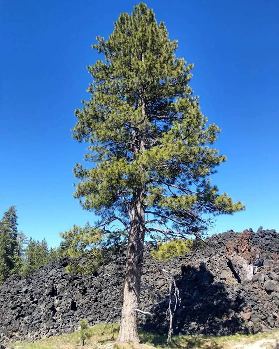 Warner Creek Campground 2