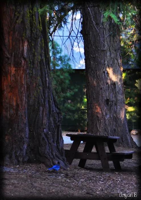 PSEA, Camp Almanor PRIVATE CAMP 8