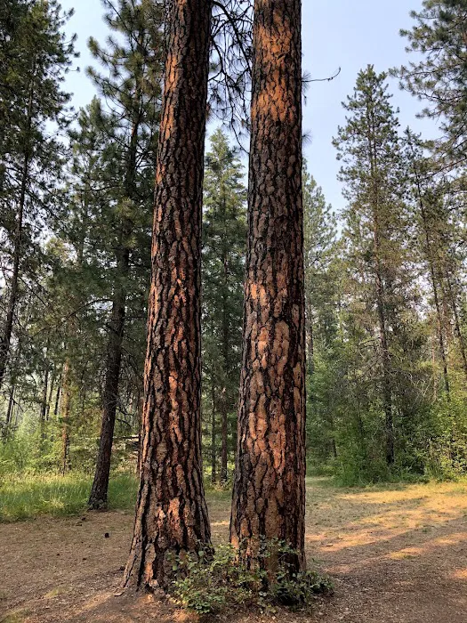 Sloway Campground 6