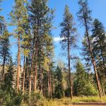 Quartz Flat Campground