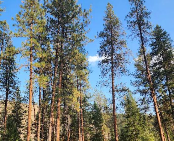 Quartz Flat Campground