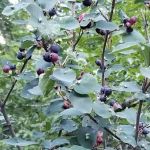 Clark Memorial Campground