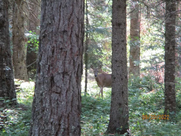 Fly Flat Campground 1