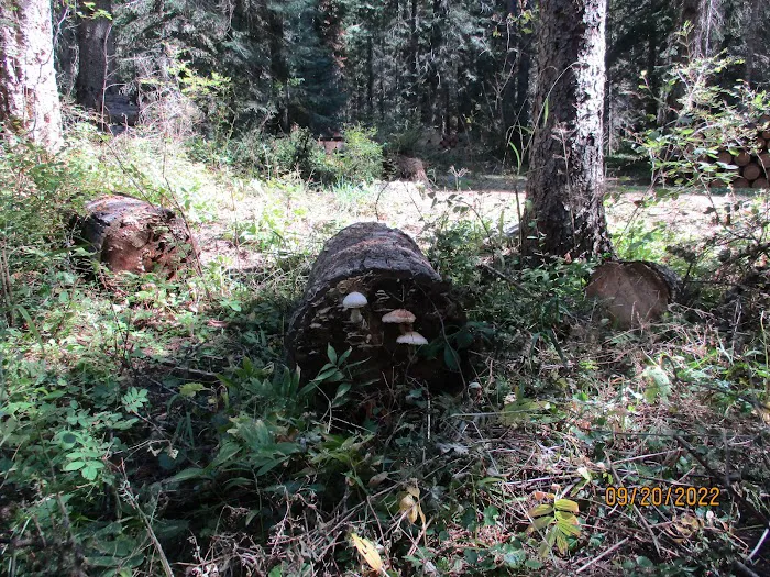 Fly Flat Campground 4