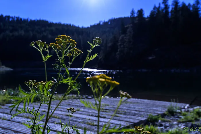 Dorr Skeels Campground 9