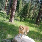 Harry's Flat Campground