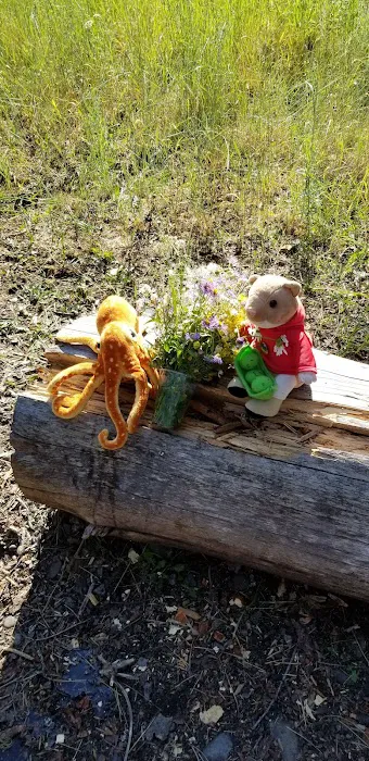 Harry's Flat Campground 5
