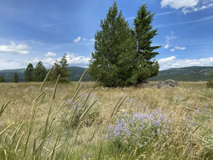 Ninemile Prairie Campground 8