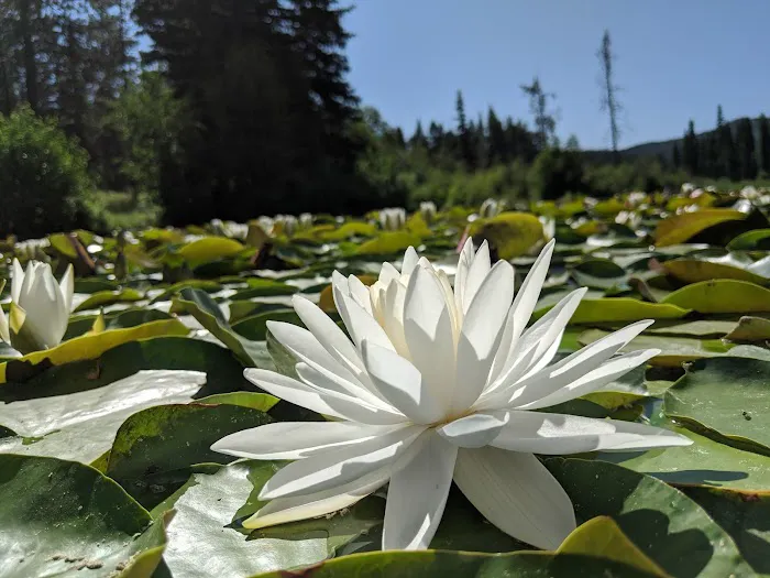 Placid Lake Campground 3