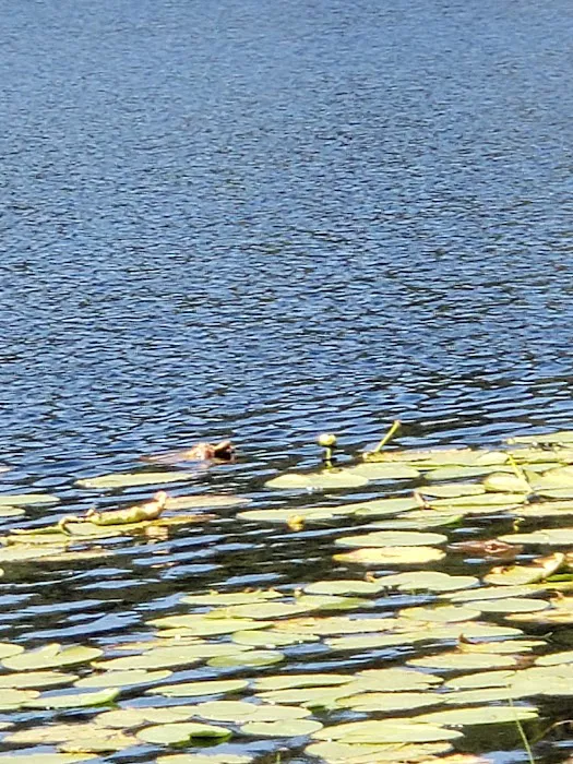 Tuppers Lake Campground 4
