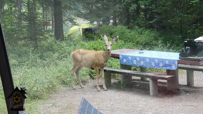 Lost Johnny Campground (recgovnpsdata) 3