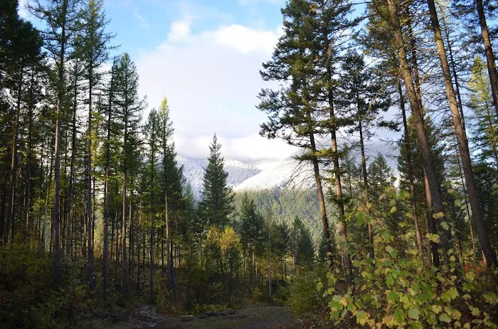 Timber Wolf Resort & Jeep Rentals 3
