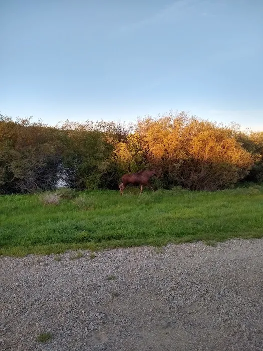 Stuart Mill Bay Campground 7