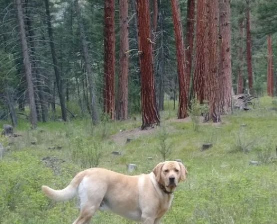 Siria Campground
