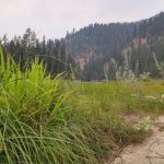 Johnson Bar Campground & Group Site