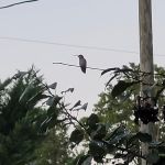 Crowe's legacy campground