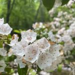 Cove Creek Group Campground