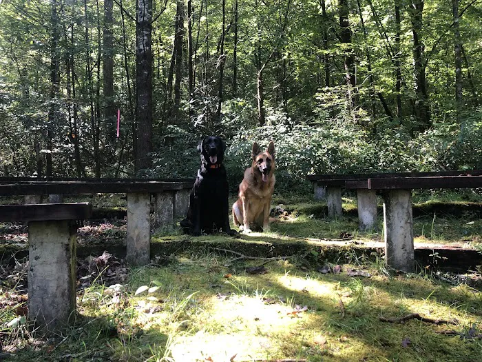 Cove Creek Group Campground 5