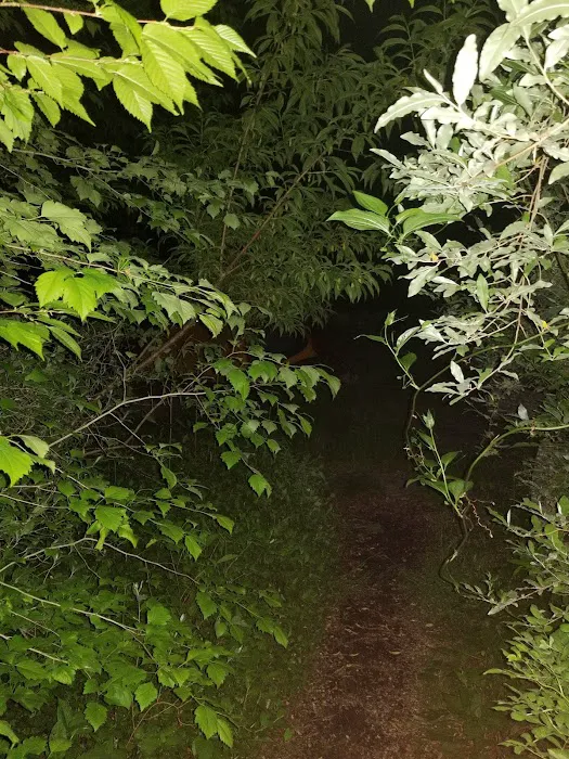 Davidson River Campground 1