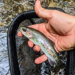 Walnut fork campground