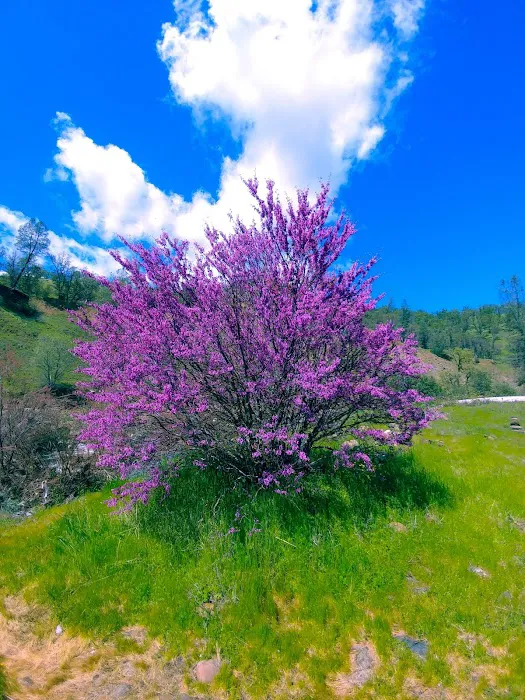 Bear Creek Campground 4